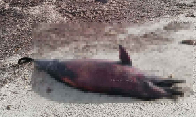 Λήμνος: Δελφίνι ξεβράστηκε νεκρό στην παραλία του Κέρους