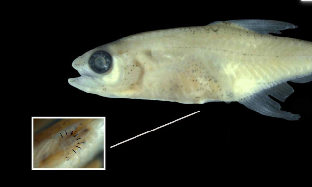 Ανακαλύφθηκε νέο είδος ψαριού - Διαθέτει ένα επιπλέον όργανο