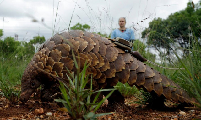Δόντια από τίγρη... λέπια παγκολίνου και πτερύγια καρχαρία πωλούνται παράνομα στο Facebook