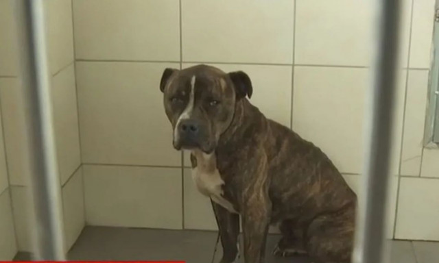 Ζάκυνθος: «Έχω λάβει 30 email για να το υιοθετήσουν - Δεν έχω δει πιο απαθές ζώο»