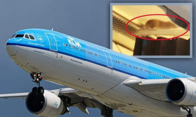 Ποντίκι «τρύπωσε» σε πτήση προς Άμστερνταμ - Εγκλωβίστηκαν στην Αρούμπα οι επιβάτες