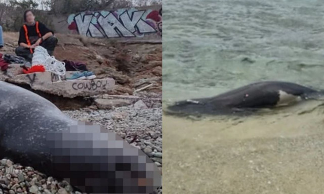 Νεκρή μεσογειακή φώκια από πυροβολισμό στο Μαύρο Λιθάρι