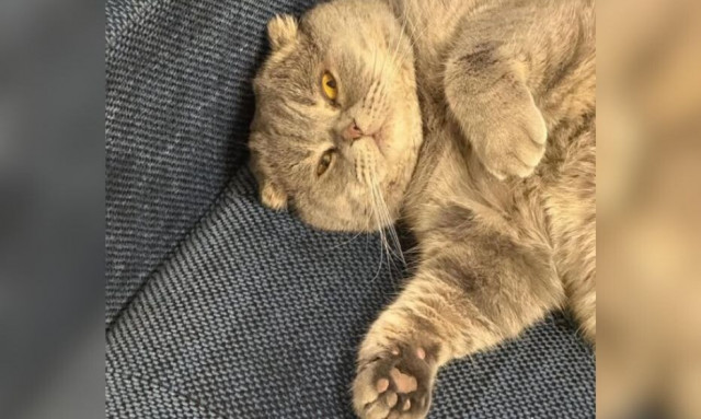 Βέλγιο: Viral η γάτα «Μάξιμους» του πρωθυπουργού - Το αιλουροειδές επικοινωνιακό «όπλο»