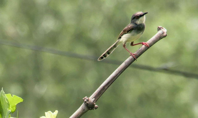 Απρόσμενη αναγέννηση: Πώς τα εγκαταλελειμμένα διυλιστήρια μετατρέπονται σε καταφύγια άγριας ζωής