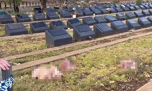 Αυστραλία: Ανησυχητικά αντίποινα - Πέταξαν κεφάλια χοίρων σε μουσουλμανικούς τάφους