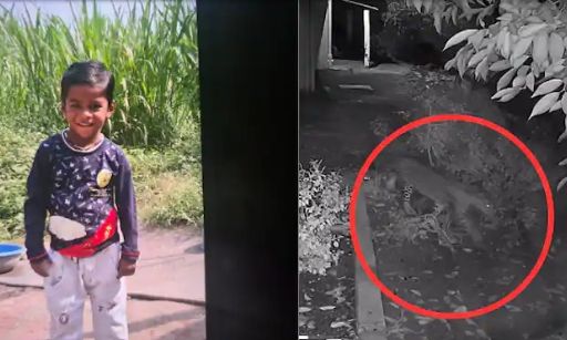 Ινδία: Λεοπάρδαλη άρπαξε 4χρονο έξω από το σπίτι του