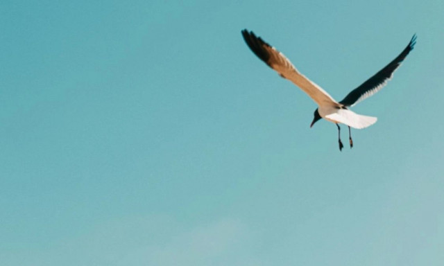 Πόση ώρα μπορεί να πετάξει ένα πουλί χωρίς να προσγειωθεί;