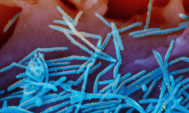 Επιστήμονες ανακάλυψαν ένα νέο πλάσμα που ζει στα όρια της ζωής