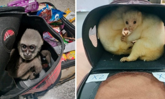 Επιχείρηση «Operation Thunder»: Διασώθηκαν 30.000 ζώα από δίκτυο παράνομης διακίνησης