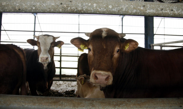 Άδειες οι στάνες των κτηνοτρόφων: Η κραυγή απόγνωσης λίγο πριν από τα Χριστούγεννα