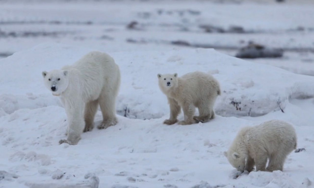 Πολική αρκούδα υιοθέτησε μωρό αρκουδάκι - «Είναι ασυνήθιστο», λένε οι επιστήμονες - Βίντεο