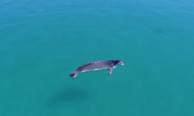 «Κρύβονται για να επιβιώσουν»: Ο τουρισμός διώχνει τη μεσογειακή φώκια από τις ακτές