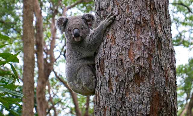 Αυστραλία: Ξανά στη φύση χιλιάδες ζώα - Το πείραμα rewilding μεταμορφώνει 12.000 στρέμματα σε δάσος