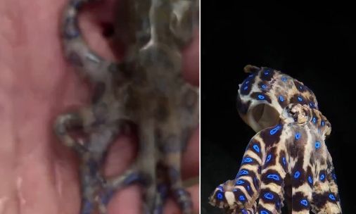 To πέρασε για χαριτωμένο μωρό «μπλε» χταπόδι - Δεν ήξερε ότι γλίτωσε από τα πιο θανατηφόρα πλάσματα