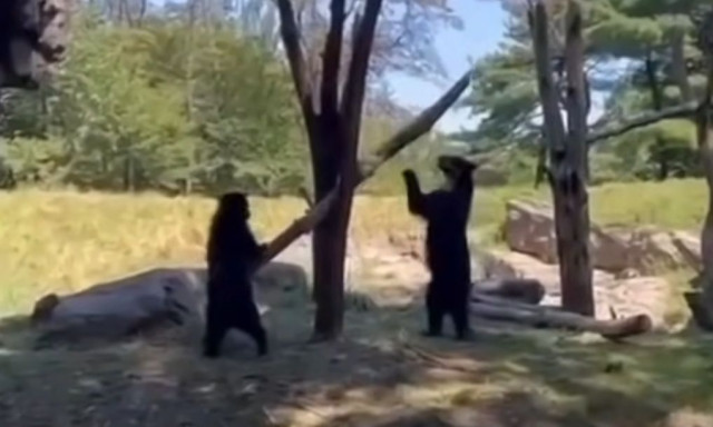 Δύο νεαρές αρκούδες κάνουν...τραμπάλα σε ζωολογικό κήπο της Νέας Υόρκης