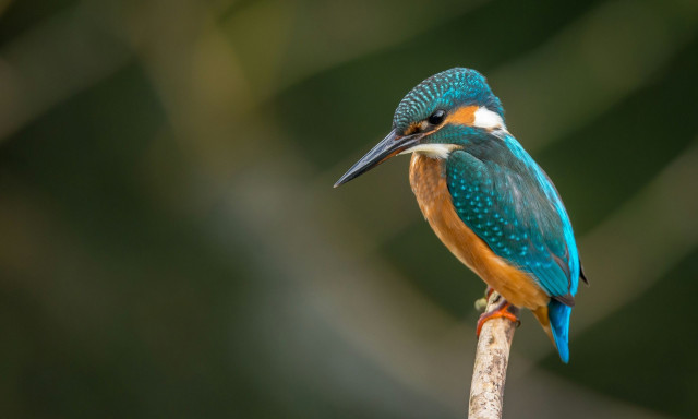 Eγκαταλελειμμένα διυλιστήρια πετρελαίου έγιναν «σπίτι» για χιλιάδες πουλιά, έντομα και φυτά