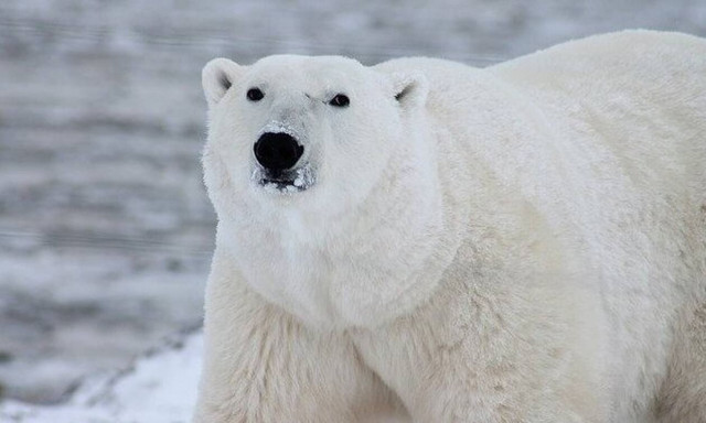 Οι πολικές αρκούδες προσαρμόζονται στην κλιματική αλλαγή