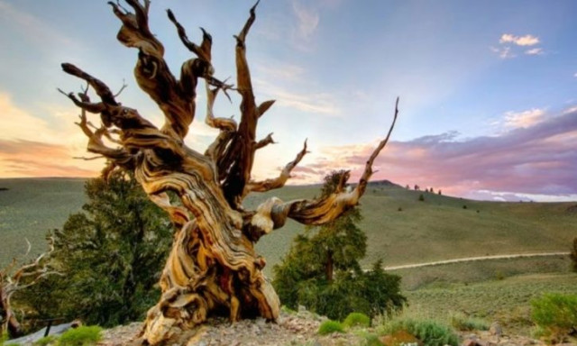 Προμηθέας: Το δέντρο που έζησε 5.000 χρόνια και κόπηκε από ένα ανθρώπινο λάθος