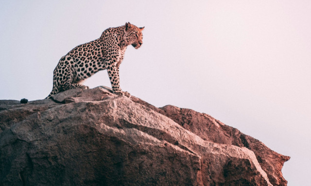 «Στέγη» για την ηλικιωμένα αιλουροειδή - Δύο ιαγουάροι μετακόμισαν σε ειδική μονάδα φροντίδας