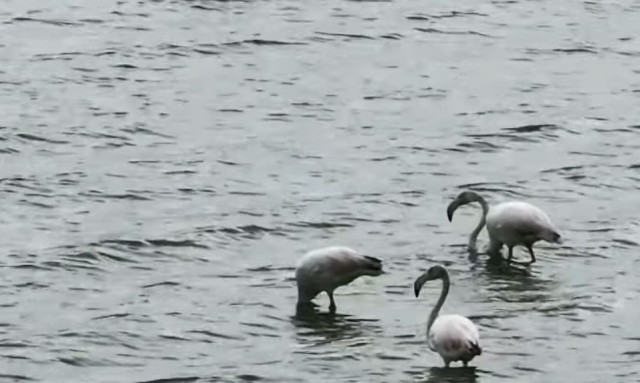 Κέρκυρα: Χριστουγεννιάτικη επίσκεψη φλαμίνγκο στη Λιμνοθάλασσα Χαλικιόπουλου - Εντυπωσιακό βίντεο