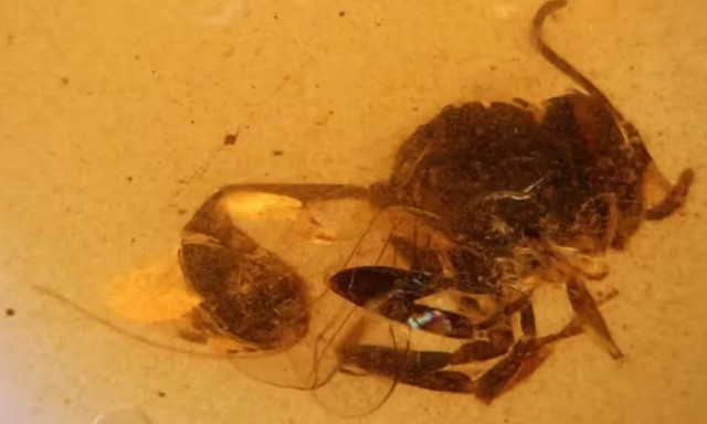 Επιστημονική ανακάλυψη: Νέο ζωικό είδος άνω των 100 εκατομμυρίων ετών βρέθηκε στην Ισπανία