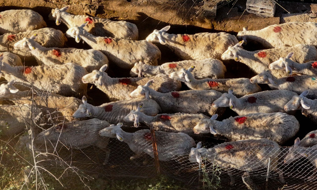Σχεδόν 500.000 ζώα έχουν θανατωθεί λόγω ευλογιάς, 2.000 κρούσματα σε όλη την Ελλάδα