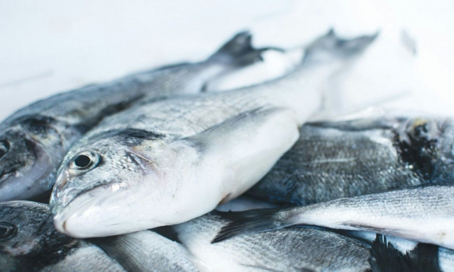 Το πιο δηλητηριώδες ψάρι του κόσμου μπαίνει στα ελληνικά πιάτα - Έχει πάνω από 70 παράσιτα