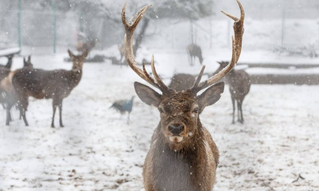 Οι «τάρανδοι του Άγιου Βασίλη» απειλούνται από... τον πόλεμο στην Ουκρανία