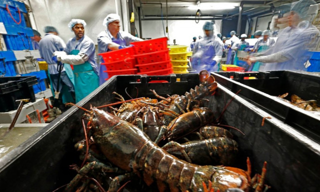 Βρετανία: Απαγόρευση στο βράσιμο ζωντανών αστακών σχεδιάζει η κυβέρνηση