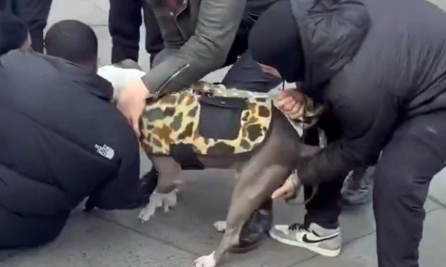 Νέα Υόρκη: Πίτμπουλ επιτέθηκε σε βρέφος 12 μηνών – Δεν το άφηνε από τα σαγόνια του