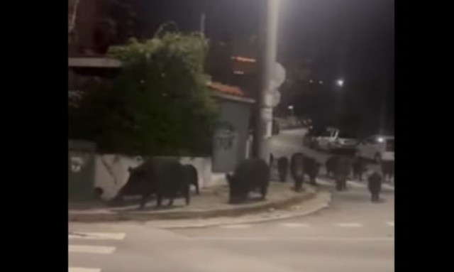 Θεσσαλονίκη: Αγέλη αγριογούρουνων στο Πανόραμα - Δείτε βίντεο