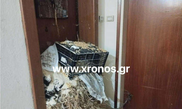 Αγρότες: Βαμβάκι και σανό σε δικηγορικό γραφείο βουλευτή στη Ροδόπη - Βίντεο