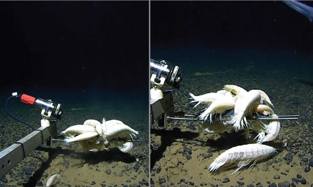 To μεγαλύτερο γιγάντιο θαλάσσιο πλάσμα του κόσμου δεν είναι τόσο σπάνιο όσο πίστευαν οι επιστήμονες