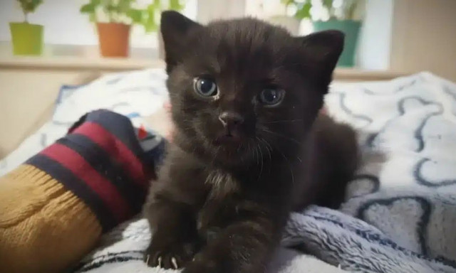 Το ορφανό γατάκι που λέει «ευχαριστώ» κάθε μέρα και συγκινεί όλο το διαδίκτυο