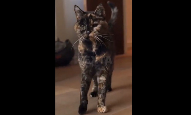 Η μεγαλύτερη σε ηλικία γάτα στον κόσμο έγινε σήμερα 30 ετών - Δείτε βίντεο