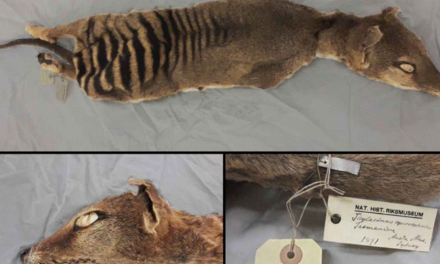 Επιστήμονες ανακτούν για πρώτη φορά RNA από ένα εξαφανισμένο ζώο