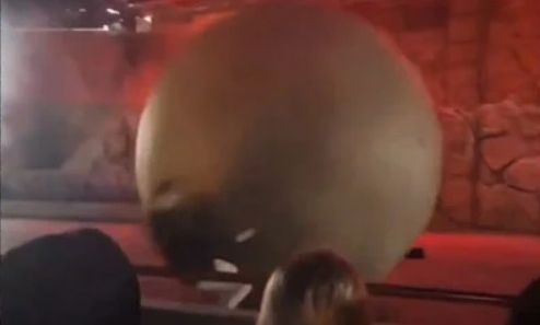 Φλόριντα: Εργαζόμενος της Disney τραυματίστηκε από ψεύτικο βράχο 180 κιλών