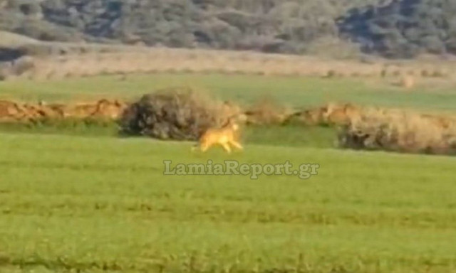 Φθιώτιδα: Λύκος κοντά σε σπίτια - Ανησυχία για τους κατοίκους