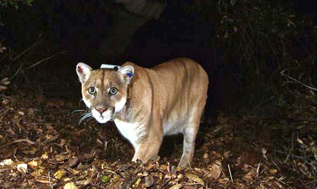 Πούμα επιτέθηκε και σκότωσε πεζοπόρο στο Κολοράντο - Πρώτη επίθεση μετά από 25 χρόνια