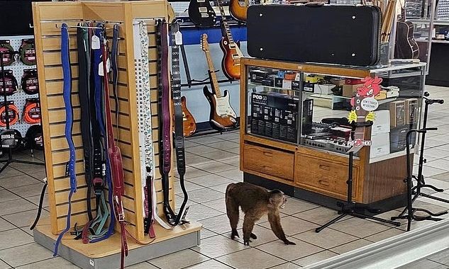 ΗΠΑ: Πίθηκος προκάλεσε ζημιές σε κατάστημα με κιθάρες -  Εντοπίστηκε μετά από ώρες