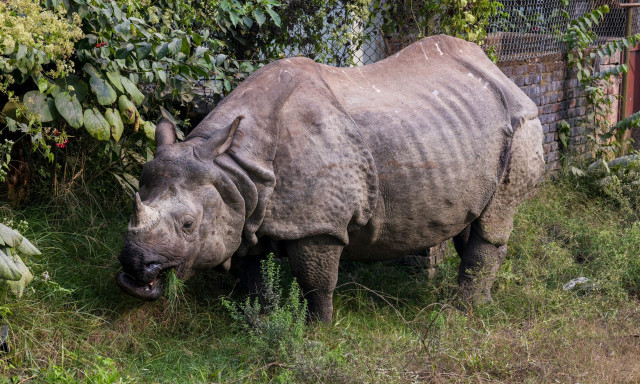 Ινδία: Μηδενική λαθροθηρία ρινόκερων το 2025 – Φτάνουν πλέον τα 4.000 μέλη