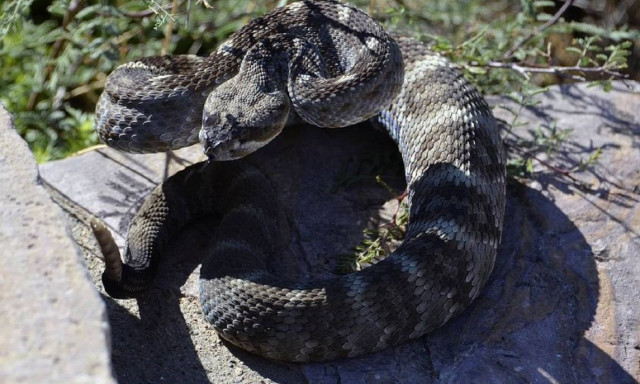 Η ουρά του φιδιού είναι δηλητηριώδης; - Τι μπορεί να συμβεί αν σας χτυπήσει