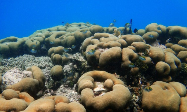 Ο ωκεανός στον Παναμά σταμάτησε να «αναπνέει» - Ανησυχία από τους επιστήμονες