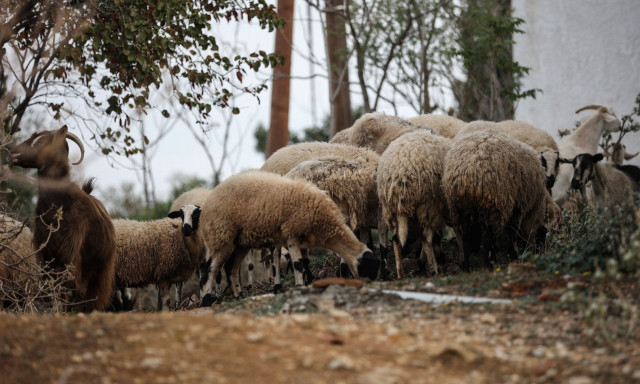 Πιερία: Κτηνοτρόφος βρέθηκε κρεμασμένος - Είχαν θανατωθεί 1.000 πρόβατά του την περασμένη βδομάδα