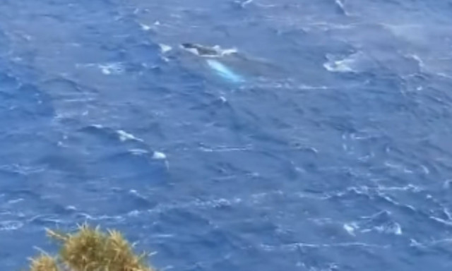 Κάλυμνος: Φάλαινα έκανε την εμφάνισή της στον κόλπο των Αργινώντων - Βίντεο