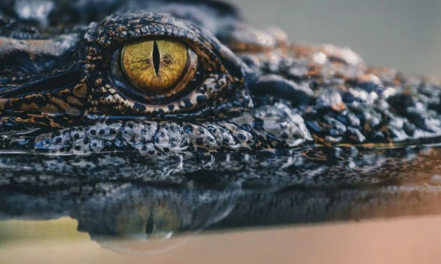 Οι επιστήμονες μόλις ανακάλυψαν τι κρύβεται μέσα σε ένα 3.000 ετών μουμοποιημένο κροκόδειλο