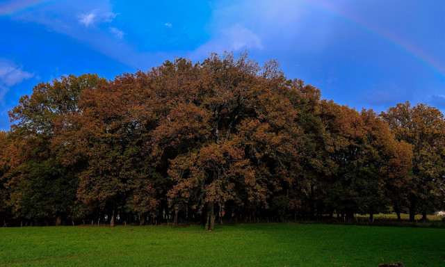 Δάσος Φολόης: Ένα μυθικό ταξίδι στο μοναδικό «μπαλκόνι» της Ηλείας