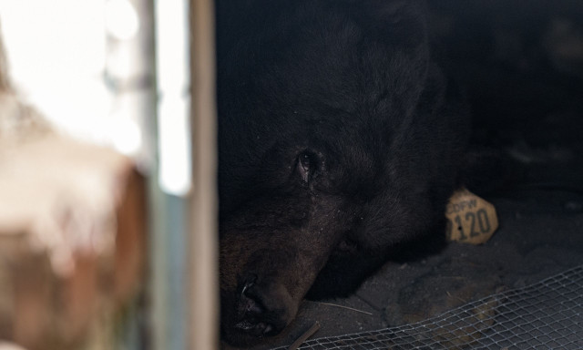 Καλιφόρνια: Τεράστια μαύρη αρκούδα έμενε στο υπόγειο σπιτιού για περισσότερο από έναν μήνα
