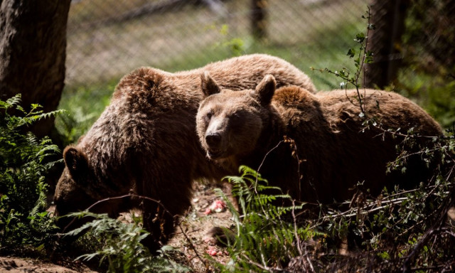 Νυμφαίο: Σε χειμέριο λήθαργο στις φωλιές τους οι αρκούδες του Κέντρου Προστασίας Αρκούδας