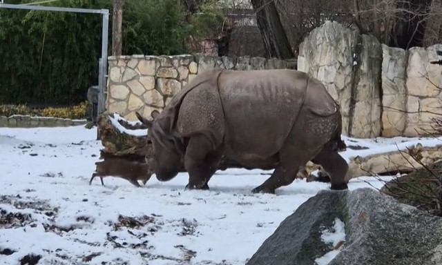 Βίντεο: Μικροσκοπικό ελάφι τα… βάζει με ρινόκερο σε ζωολογικό κήπο και γίνεται viral